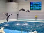 DolphinShow.jpg