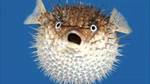 fugu.jpg