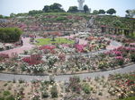kanoya rose g.jpg